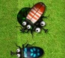 Любовь жуков